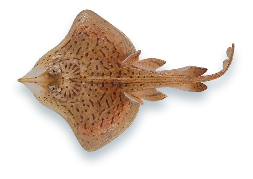Studio photograph of a Clearnose Skate (Rostroraja eglanteria), seen from above, on a white background