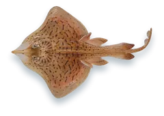 Studio photograph of a Clearnose Skate (Rostroraja eglanteria), seen from above, on a white background