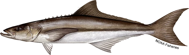 Cobia