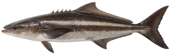 Studio photograph of a Cobia (Rachycentron canadum), side view, on a white background