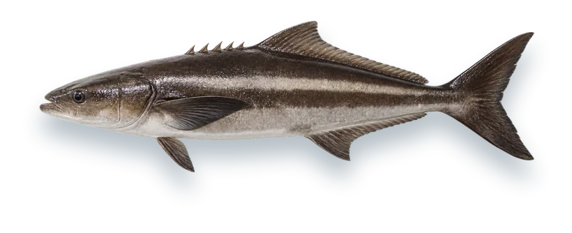 Studio photograph of a Cobia (Rachycentron canadum), side view, on a white background