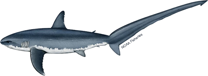 Common Thresher