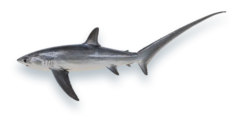Studio photograph of a Common Thresher (Alopias vulpinus), side view, on a white background
