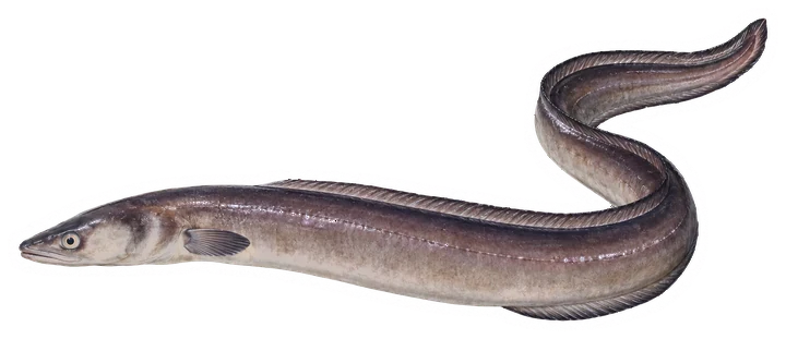 Studio photograph of a Conger Eel (Conger oceanicus), side view, on a white background