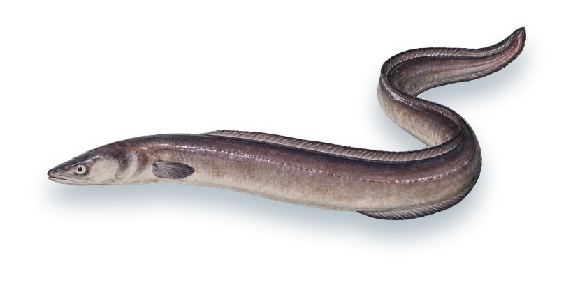 Studio photograph of a Conger Eel (Conger oceanicus), side view, on a white background