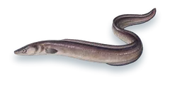 Studio photograph of a Conger Eel (Conger oceanicus), side view, on a white background