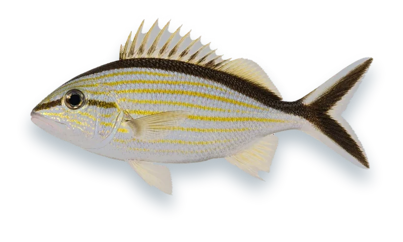 Studio photograph of a Cottonwick (Haemulon melanurum), side view, on a white background