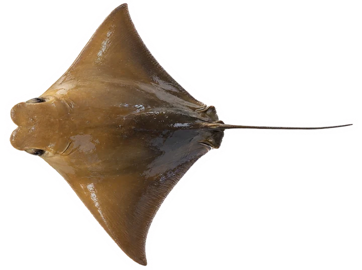 Studio photograph of a Cownose Ray (Rhinoptera bonasus), seen from above, on a white background