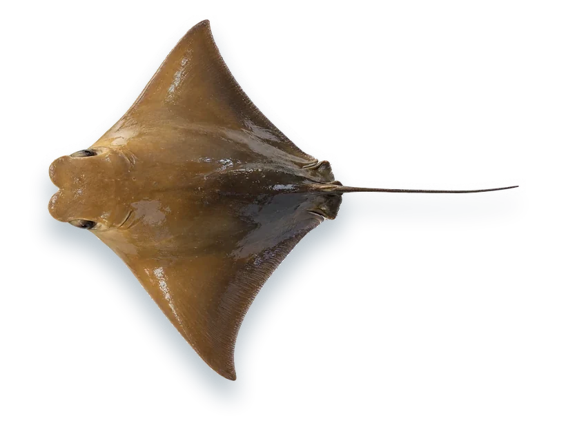 Studio photograph of a Cownose Ray (Rhinoptera bonasus), seen from above, on a white background