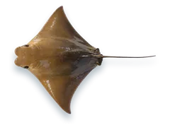 Studio photograph of a Cownose Ray (Rhinoptera bonasus), seen from above, on a white background