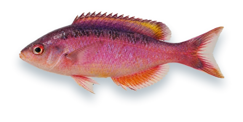 Studio photograph of a Creole Wrasse (Clepticus parrae), side view, on a white background