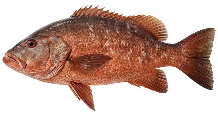 Studio photograph of a Cubera Snapper (Lutjanus cyanopterus), side view, on a white background