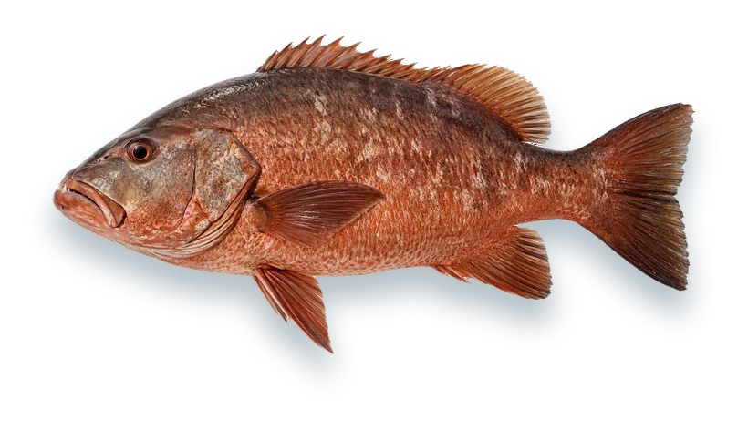 Studio photograph of a Cubera Snapper (Lutjanus cyanopterus), side view, on a white background
