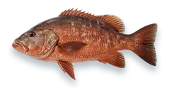 Studio photograph of a Cubera Snapper (Lutjanus cyanopterus), side view, on a white background