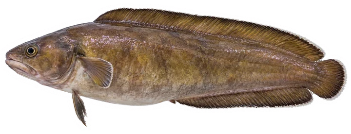 Studio photograph of a Cusk (Brosme brosme), side view, on a white background