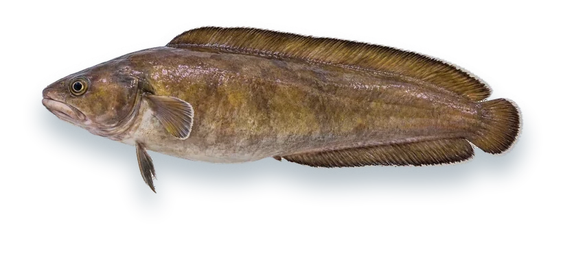 Studio photograph of a Cusk (Brosme brosme), side view, on a white background