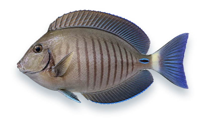 Studio photograph of a Doctorfish (Acanthurus chirurgus), side view, on a white background