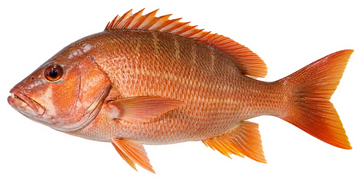 Studio photograph of a Dog Snapper (Lutjanus jocu), side view, on a white background