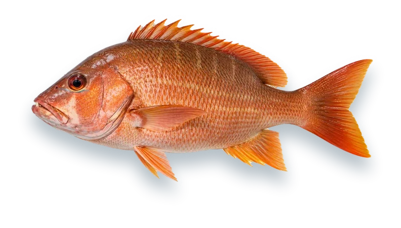 Studio photograph of a Dog Snapper (Lutjanus jocu), side view, on a white background
