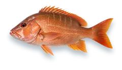 Studio photograph of a Dog Snapper (Lutjanus jocu), side view, on a white background