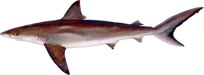 Dusky Shark