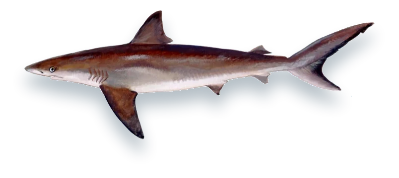 Illustration of a Dusky Shark (Carcharhinus obscurus), side view, on a white background
