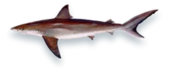 Illustration of a Dusky Shark (Carcharhinus obscurus), side view, on a white background