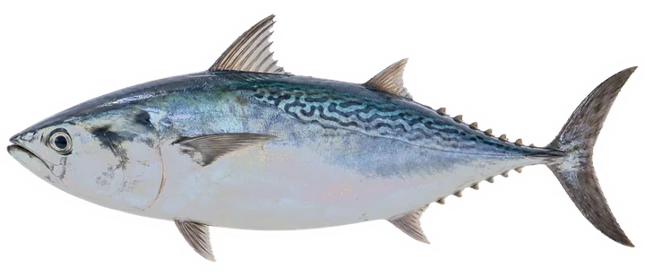 Studio photograph of a False Albacore (Euthynnus alletteratus), side view, on a white background