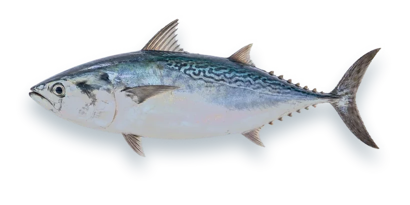 Studio photograph of a False Albacore (Euthynnus alletteratus), side view, on a white background