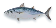 Studio photograph of a False Albacore (Euthynnus alletteratus), side view, on a white background