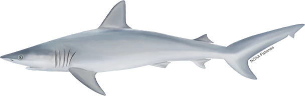 Finetooth Shark