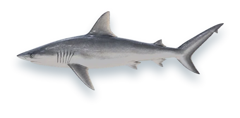 Studio photograph of a Finetooth Shark (Carcharhinus isodon), side view, on a white background