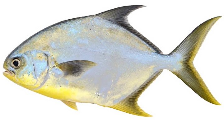 Studio photograph of a Florida Pompano (Trachinotus carolinus), side view, on a white background