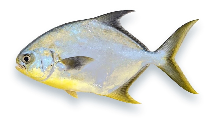 Studio photograph of a Florida Pompano (Trachinotus carolinus), side view, on a white background