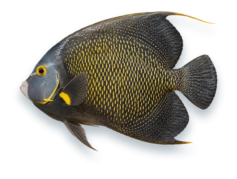 Studio photograph of a French Angelfish (Pomacanthus paru), side view, on a white background