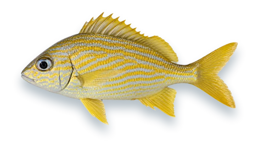 Studio photograph of a French Grunt (Haemulon flavolineatum), side view, on a white background