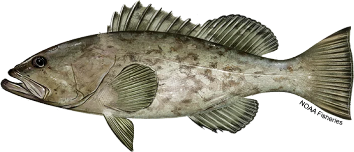 Gag Grouper
