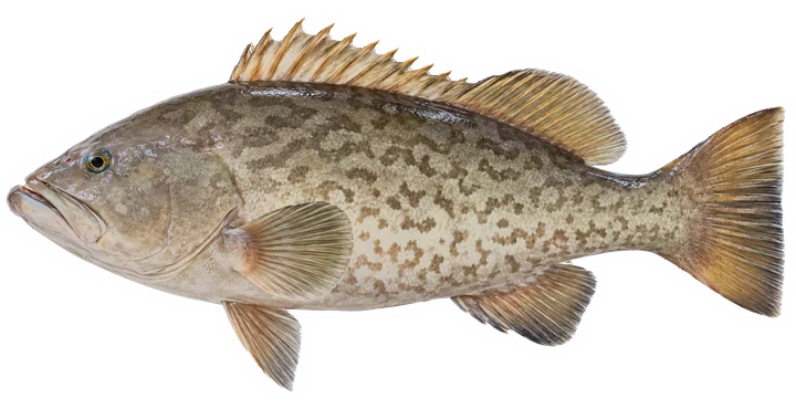 Studio photograph of a Gag Grouper (Mycteroperca microlepis), side view, on a white background