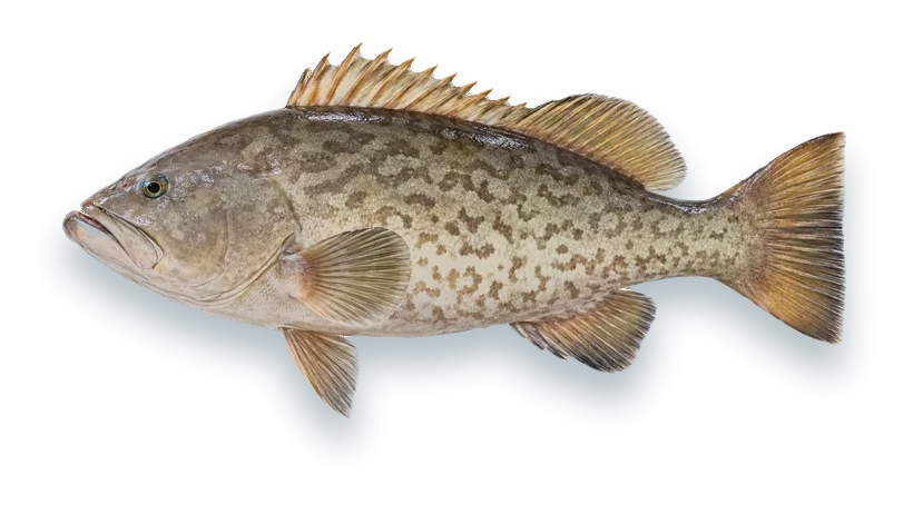 Studio photograph of a Gag Grouper (Mycteroperca microlepis), side view, on a white background