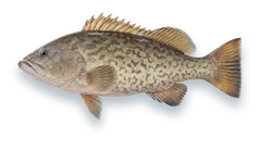 Studio photograph of a Gag Grouper (Mycteroperca microlepis), side view, on a white background