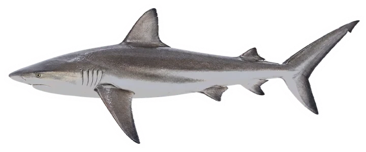 Studio photograph of a Galapagos Shark (Carcharhinus galapagensis), side view, on a white background