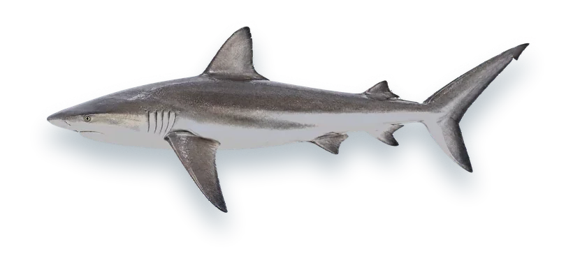 Studio photograph of a Galapagos Shark (Carcharhinus galapagensis), side view, on a white background