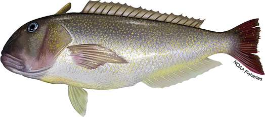 Golden Tilefish