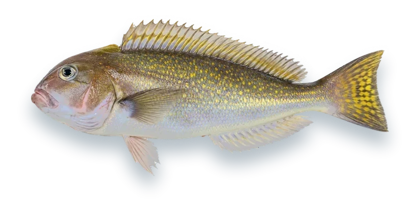 Studio photograph of a Golden Tilefish (Lopholatilus chamaeleonticeps), side view, on a white background