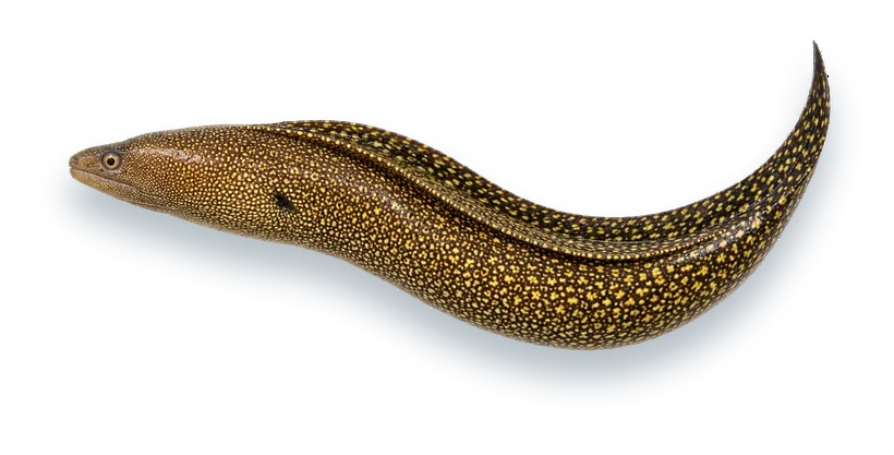 Studio photograph of a Goldentail Moray (Gymnothorax miliaris), side view, on a white background