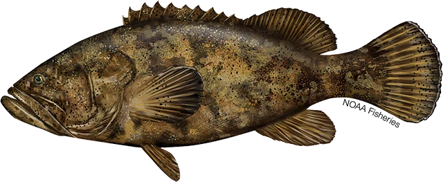 Goliath Grouper