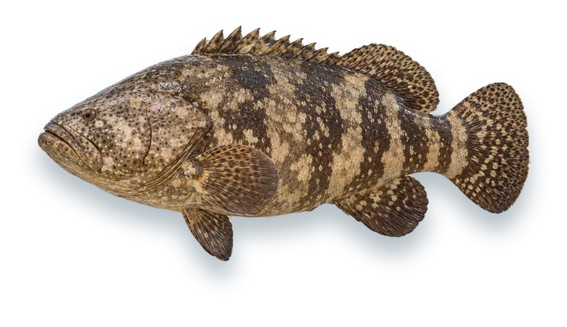 Studio photograph of a Goliath Grouper (Epinephelus itajara), side view, on a white background