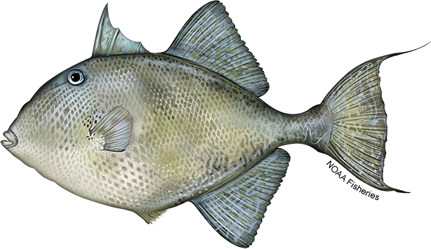 Gray Triggerfish