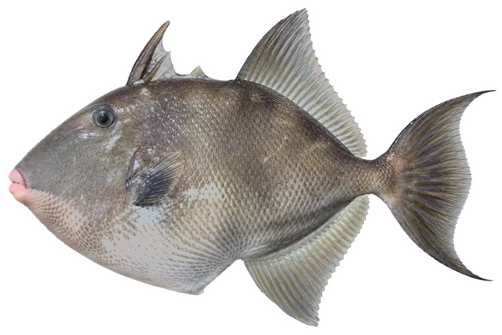 Studio photograph of a Gray Triggerfish (Balistes capriscus), side view, on a white background
