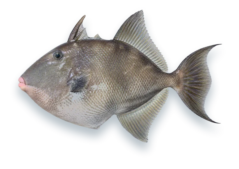 Studio photograph of a Gray Triggerfish (Balistes capriscus), side view, on a white background